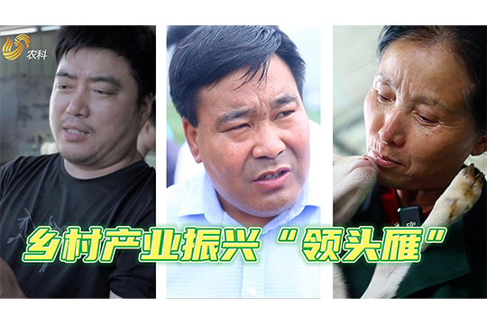 農村產業振興“領頭雁”